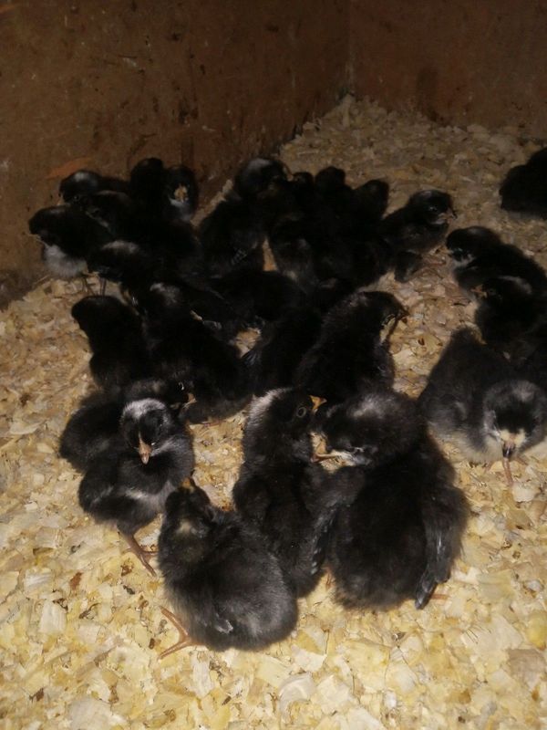 30 Potch Koekoek Chicks