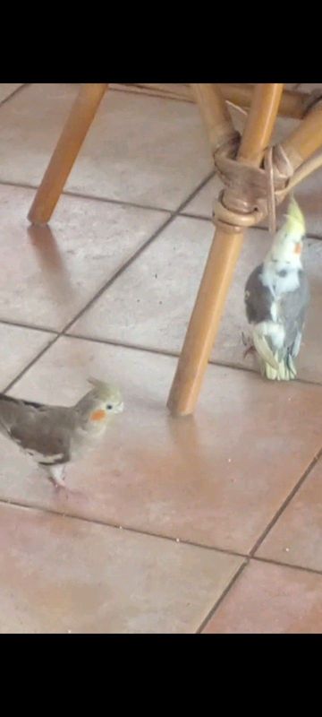 Cockatiels for sale