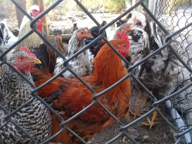 Boschvelder chickens for sale