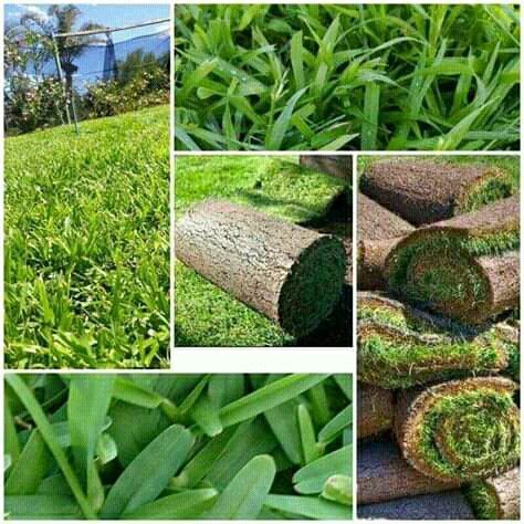 KIKUYU GRASS//BUFFALO GRASS//LM BEREA INSTANT ROLL ON LAWN GRASS
