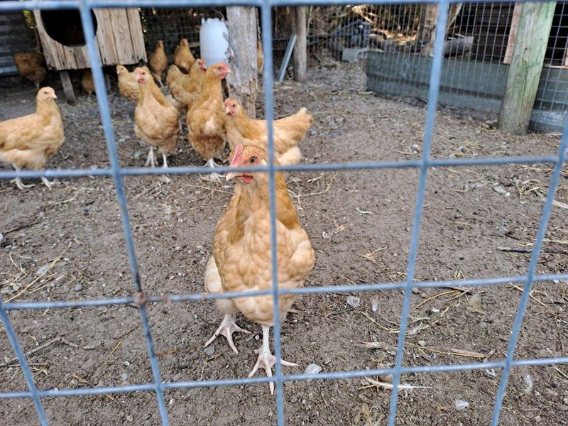 Buff Orpington chickens for sale Penhill estate