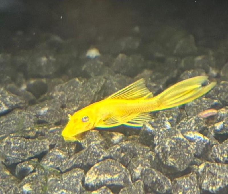 Ultra  lemon longfin