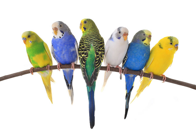 BUDGIES AVAILABLE