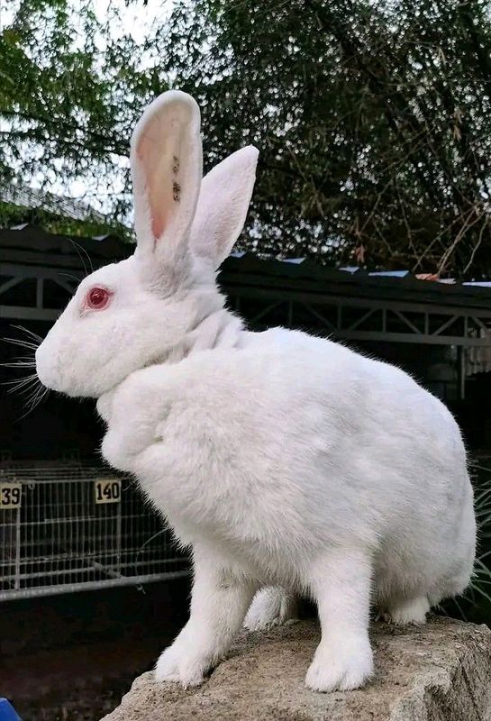 Newzealand White, Red, Black, Flemish Giant Rabbits For Sale