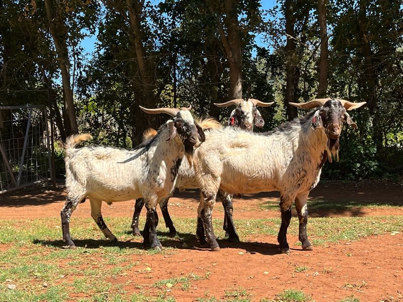 Cape speckled/skilder goat rams
