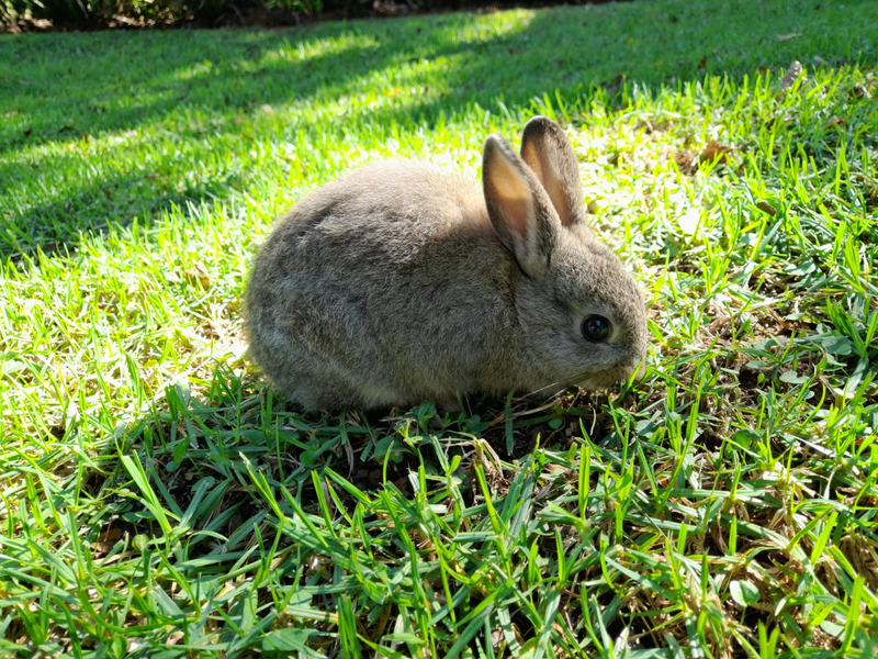 Purebread Netherland dwarf Rabbit