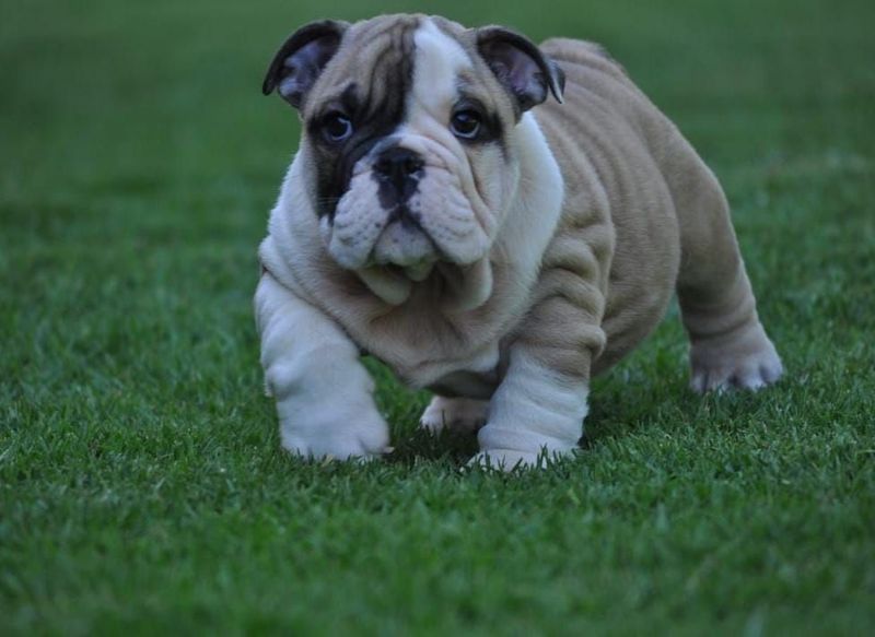 English Bulldog puppies for sale