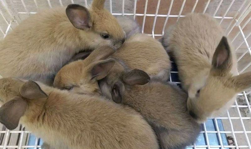 Beautiful Baby Bunnies For Sale