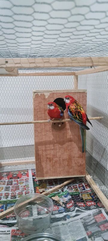 Rosella pair