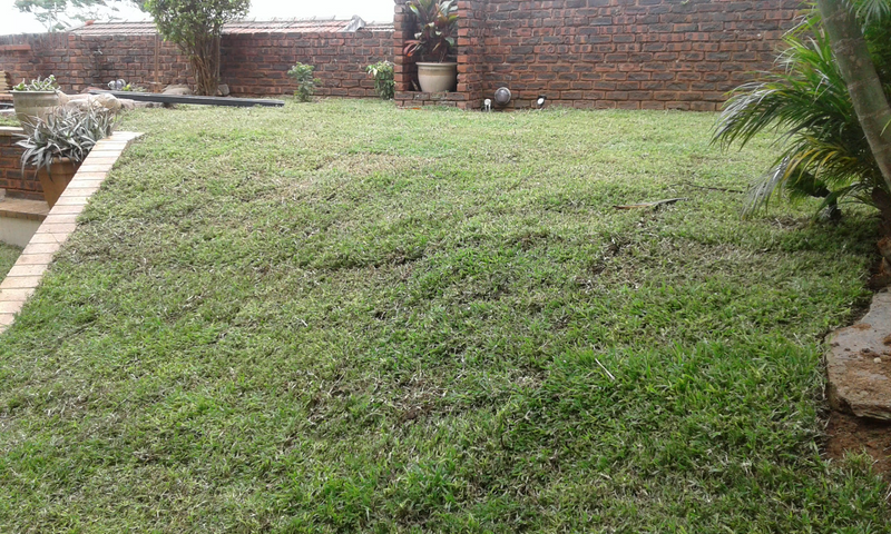INSTANT LAWN BY GRASS EN ALL COMT 0833218052