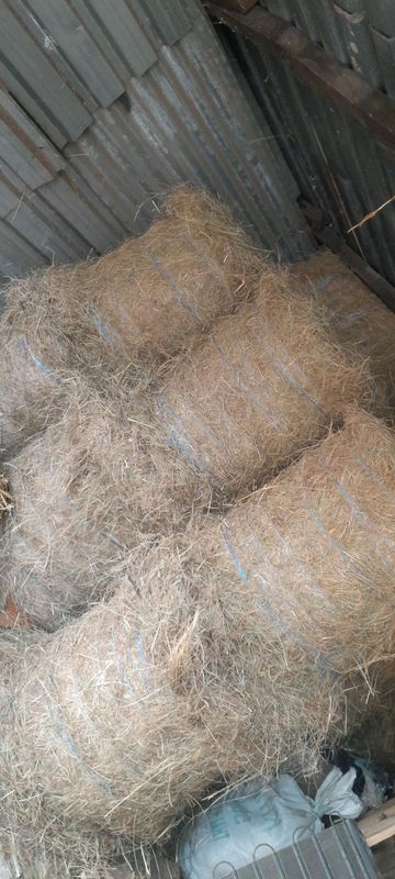 Round hay bales for livestock