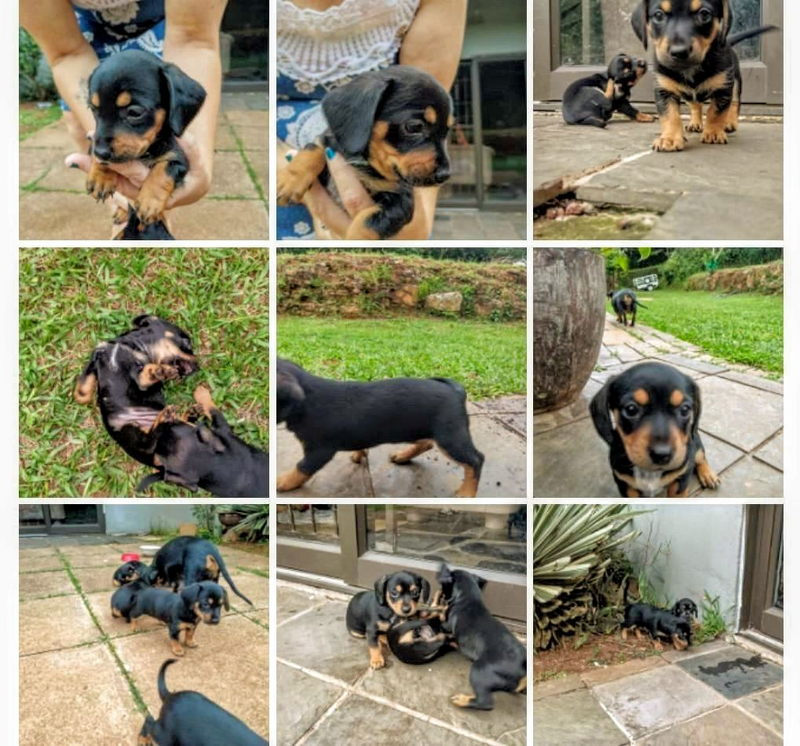 Daschound pups 8weeks for sale