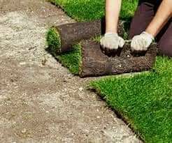 WE SUPPLY NATURAL LAWN GRASS WEED FREE STRAIGHT FROM THE FARM