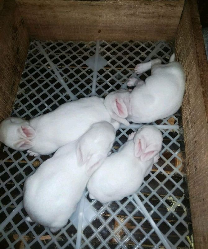 NZW Rabbits For Sale