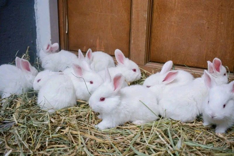 Beautiful Baby Bunnies For Sale