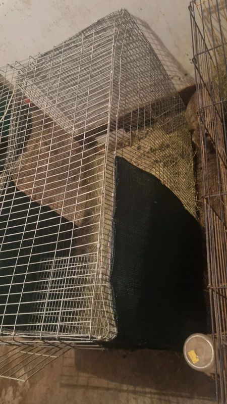 Rabbit cage for sale