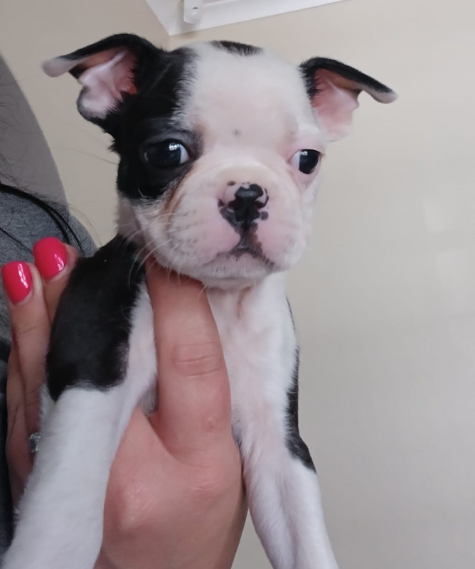 8 Week Old Boston Terrier Puppy Female