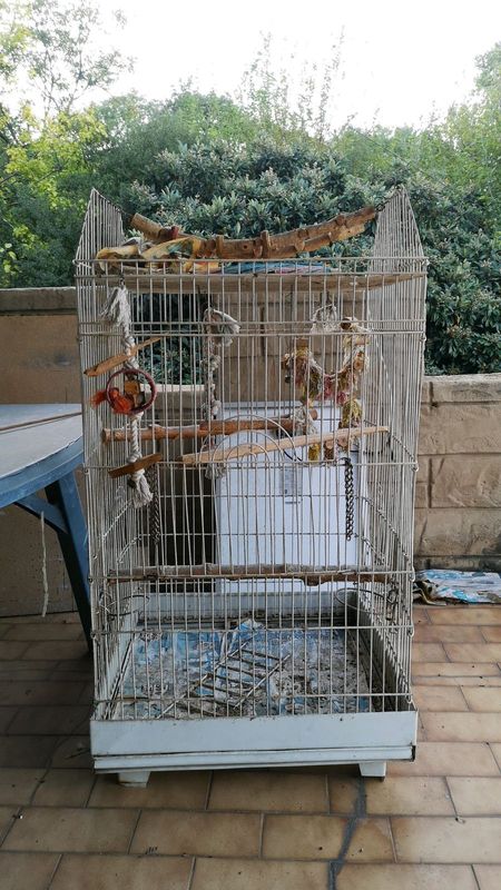 Big parrot cockatoo parakeet eclectus macaw ringneck bird cage