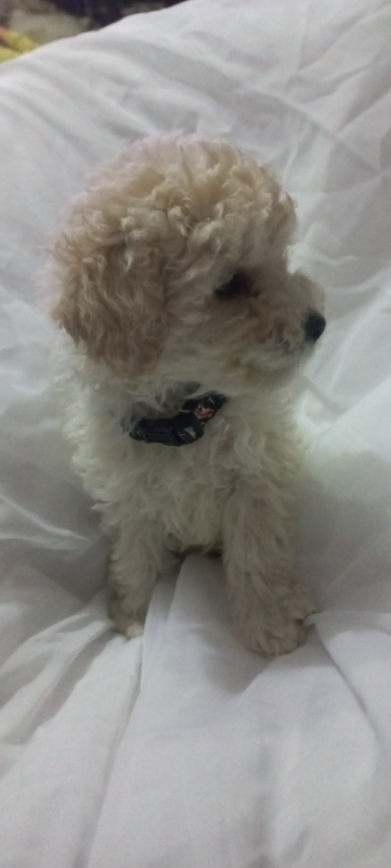 Miniature/Toy French Poodle