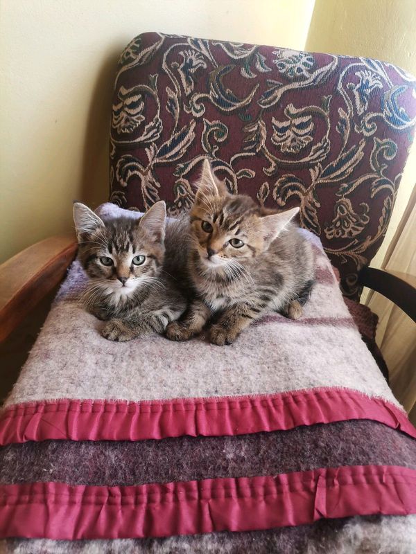 Main Coon kittens x2 1male 1female 6weeks old Vaccinated and dewormed Reg R8000each
