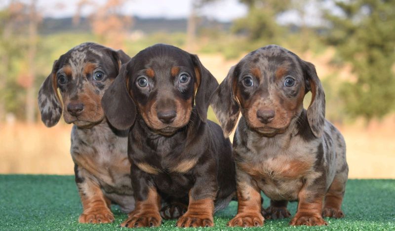 Dachshund puppies