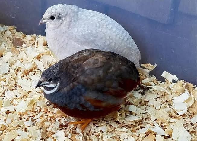 Fertile chinese painted quail eggs