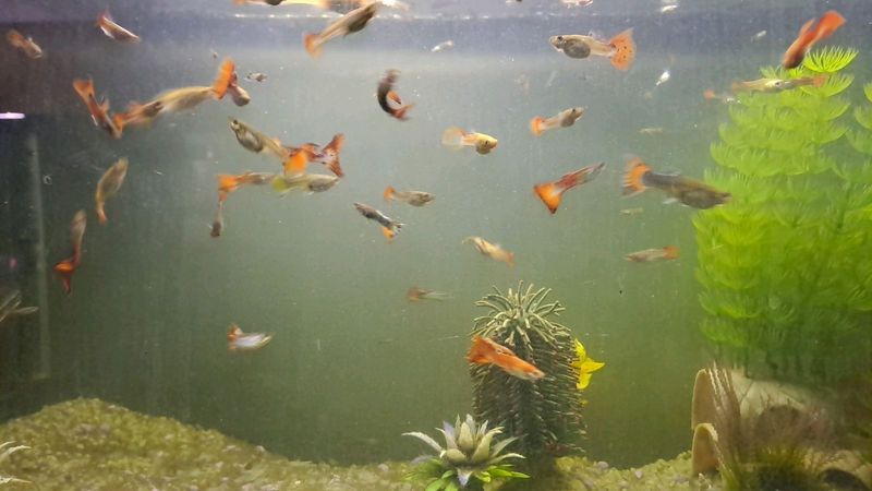 Guppies for sale