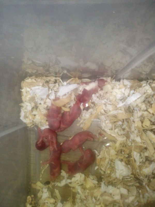 7 Baby Sapphire Dwarf Hamsters for sale&#64;R125 each.George