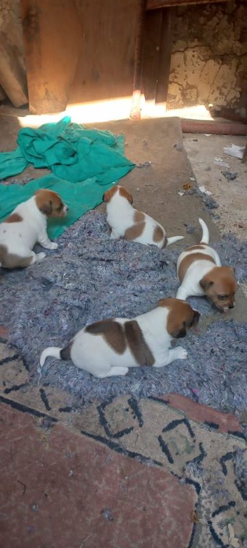 Jack russell puppies