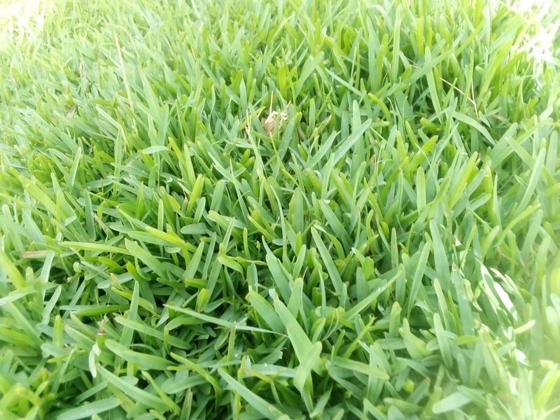 LM Berea (shade)//Buffalo grass//Cynodon Grass and kikuyu grass instant roll on lawn grass weed free