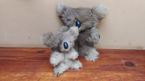 Very old couple of Koala Bears.