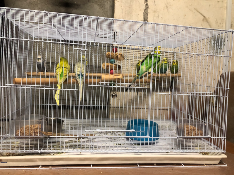10 Budgies with cage availble