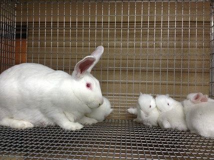 Newzealand White Rabbits For Sale