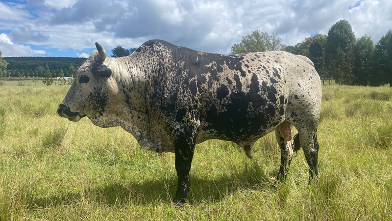 Nguni Bull for sale