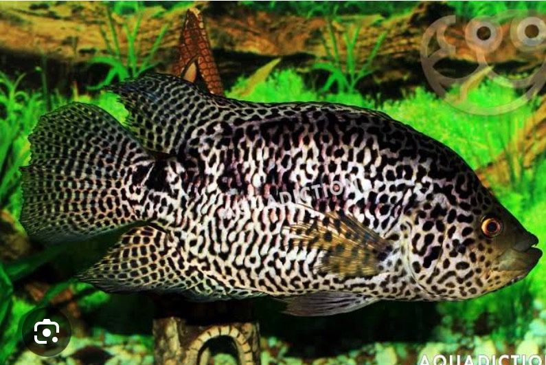 Jaguar cichlids fish.