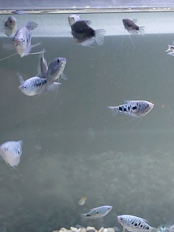 4 for R100 Cosby Gouramis