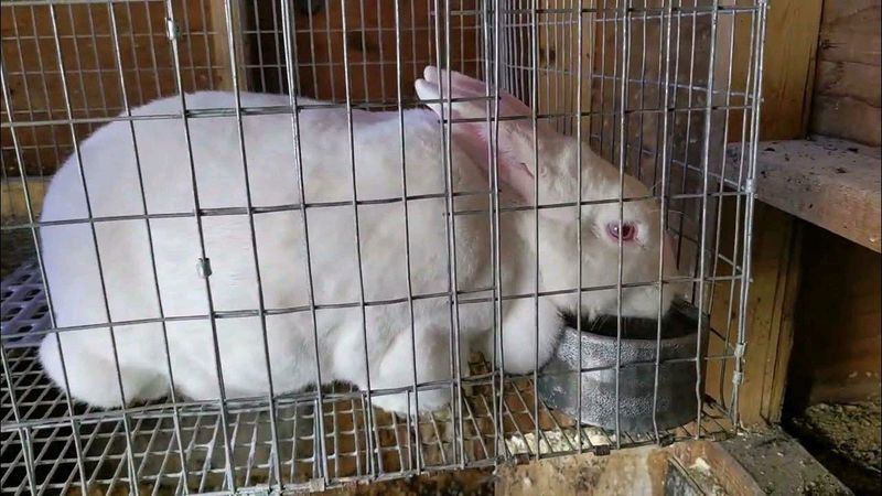 Newzealand Rabbits For Sale