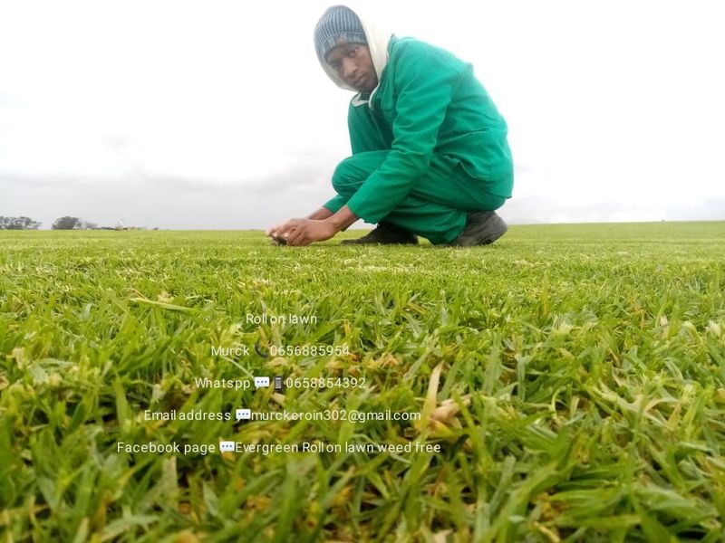 Kikuyu grass//Buffalo grass//LM Berea instant roll on lawn grass weed free