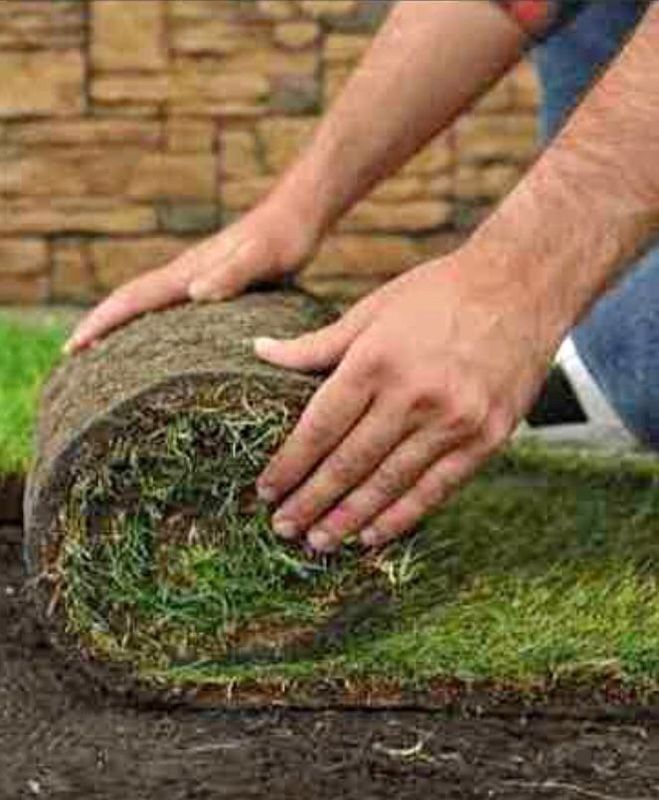 Natural roll on lawn grass