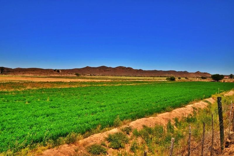 Successful Commercial Farming in the Klein Karoo.