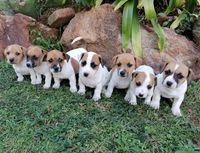 Small hypoallergenic puppies for sale near me sales