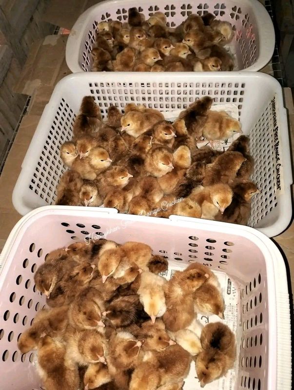 RHODE ISLAND RED: HIGH QUALITY LAYER CHICKS