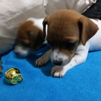 Dogs Puppies for Sale in Gauteng Gumtree