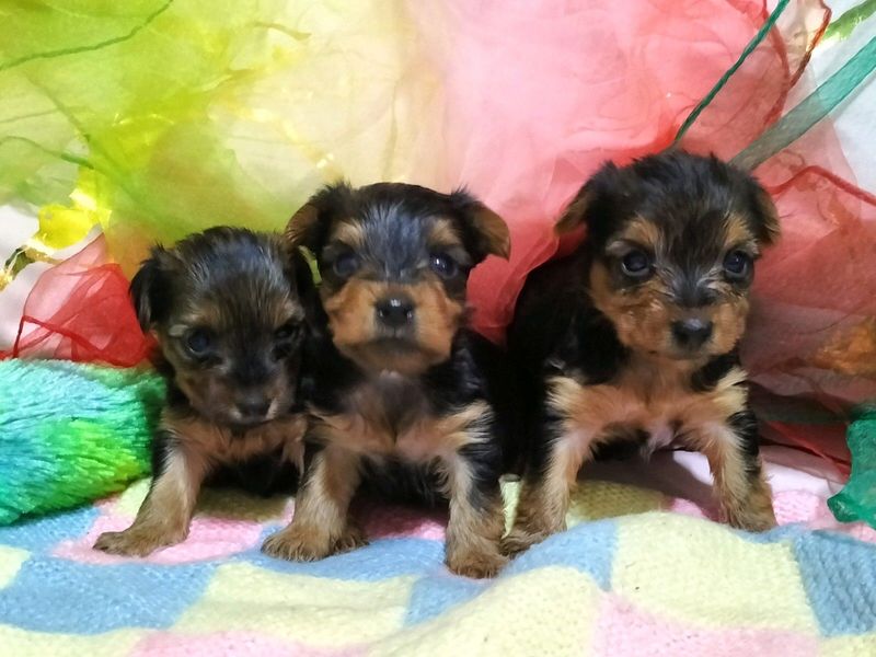 Pure bred Teacup Yorkie for sale