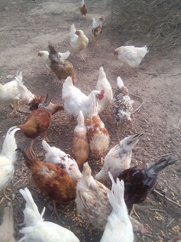 Cape Free range backyard chickens