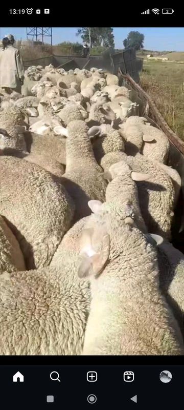 qurbani 2024 sheep for sale