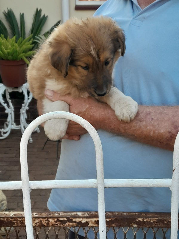 5 WEEK OLD ROUGH COLLIE PUPPIES FOR SALE IN KIBLER PARK JHB SOUTH