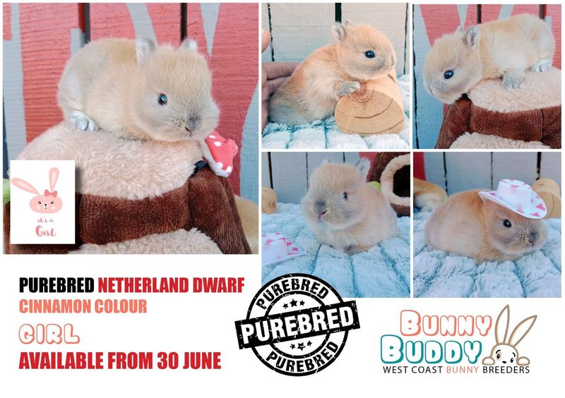 Purebred Netherland Dwarf Rabbits and Jersey Wooly Rabbits by Registered Breeder