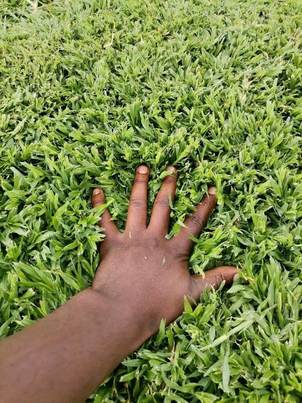 We supply fresh green grass straight from the farm