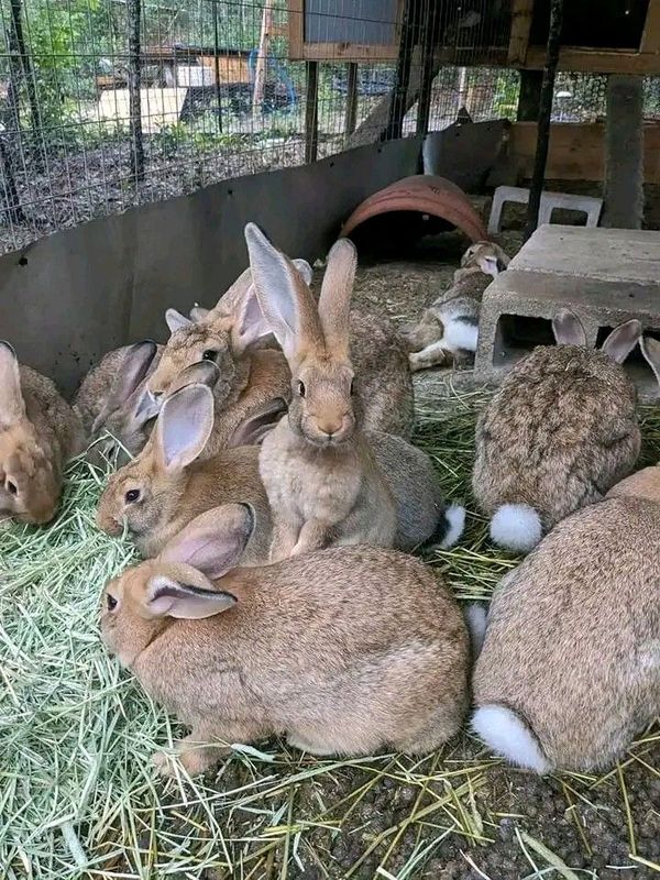 Flemish Giant Rabbits For Sale